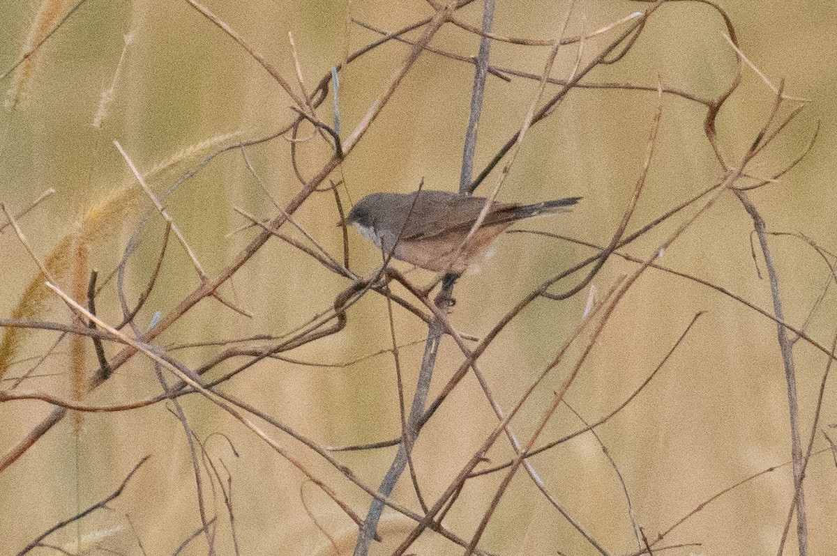 Küçük Ak Gerdanlı Ötleğen - ML644578695