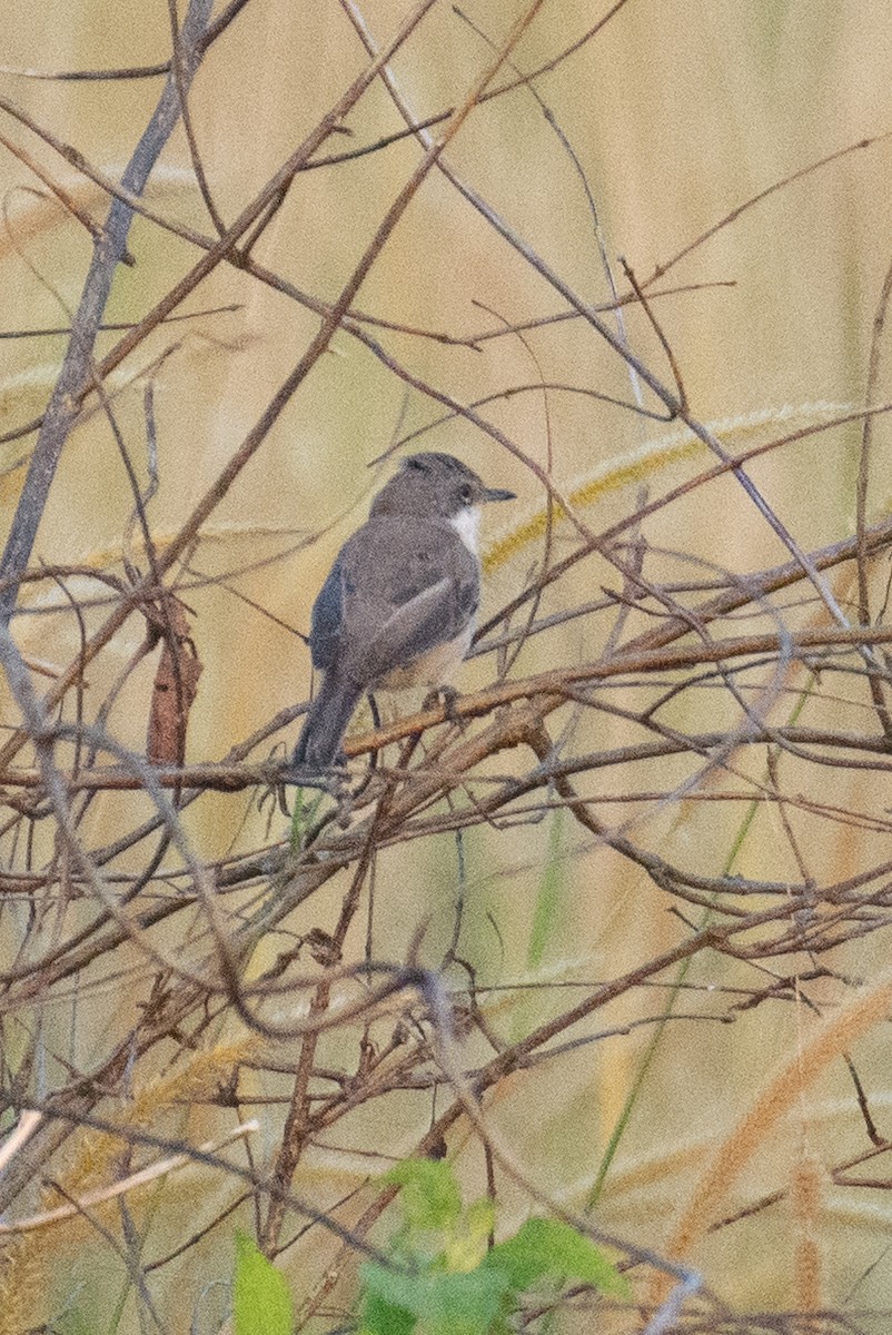 Küçük Ak Gerdanlı Ötleğen - ML644578696