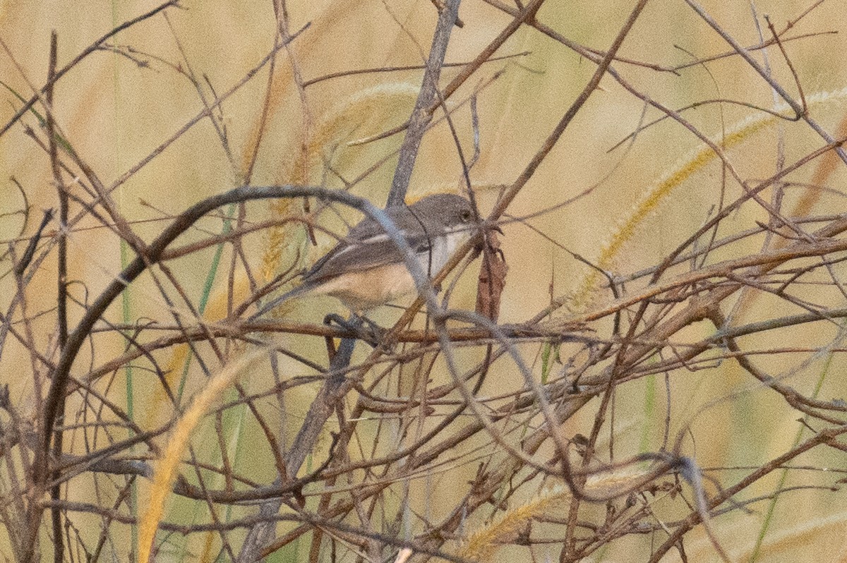 Küçük Ak Gerdanlı Ötleğen - ML644578697