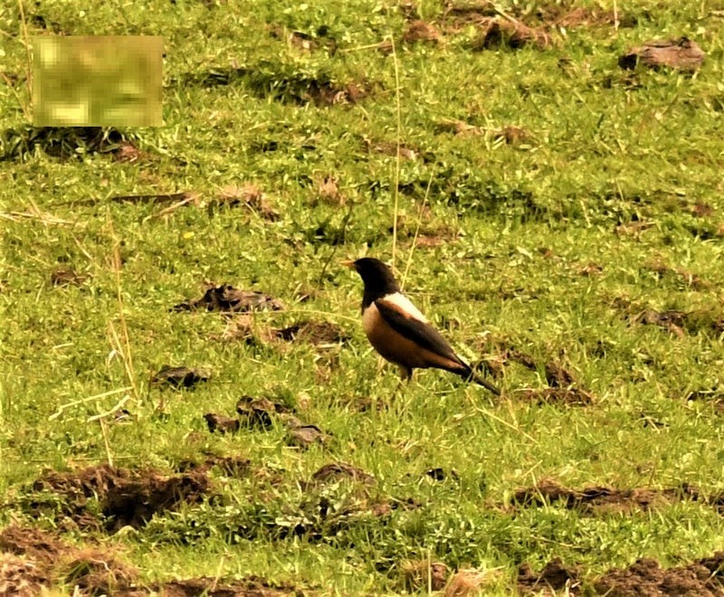 Дрізд рододендровий - ML644578702