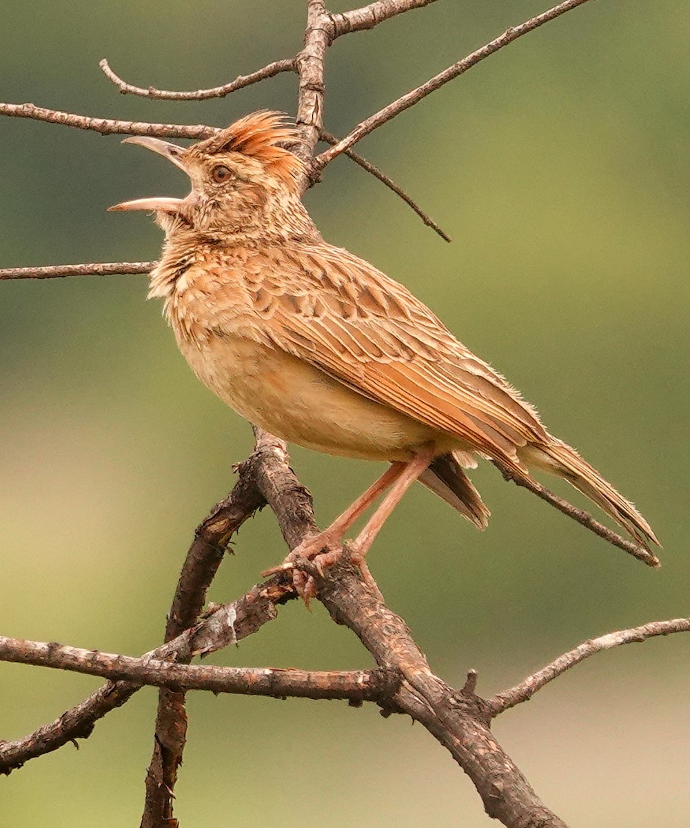 Rufous-naped Lark - ML644578704