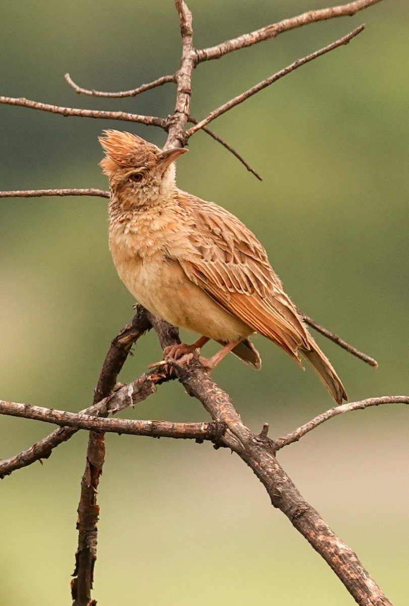 Rufous-naped Lark - ML644578705