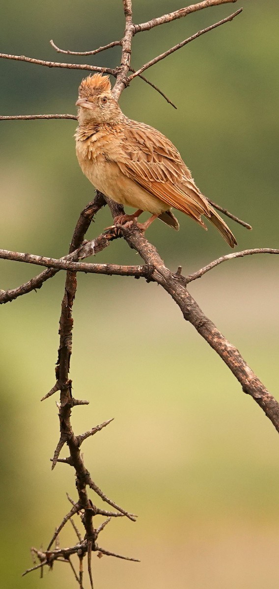 Rufous-naped Lark - ML644578706