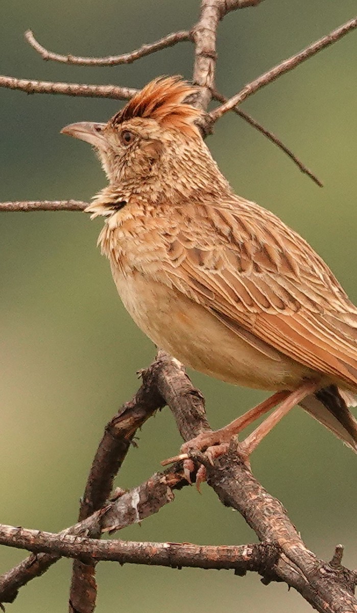 Rufous-naped Lark - ML644578707