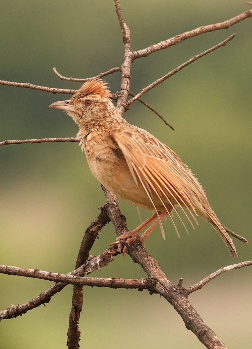 Rufous-naped Lark - ML644578708