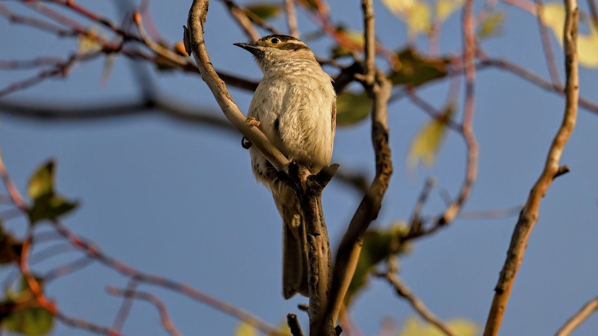 チャガシラハチマキミツスイ - ML644578710