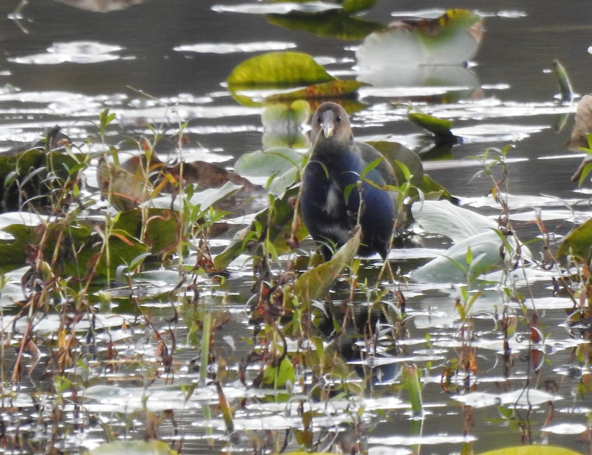 Purple Gallinule - ML644578712