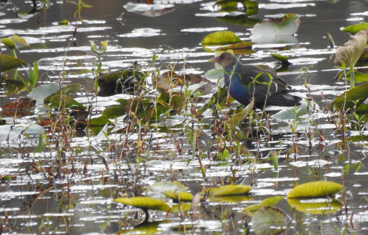 Purple Gallinule - ML644578713