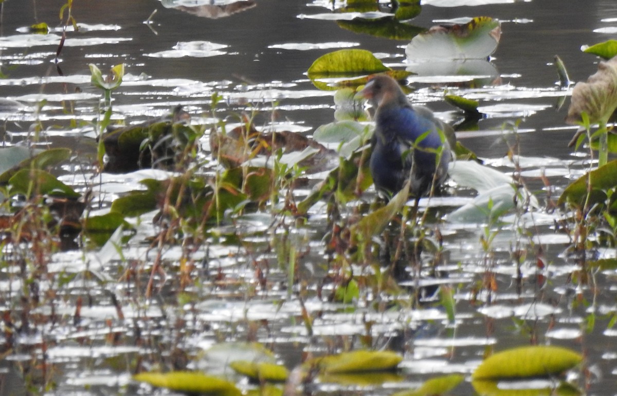 Purple Gallinule - ML644578714