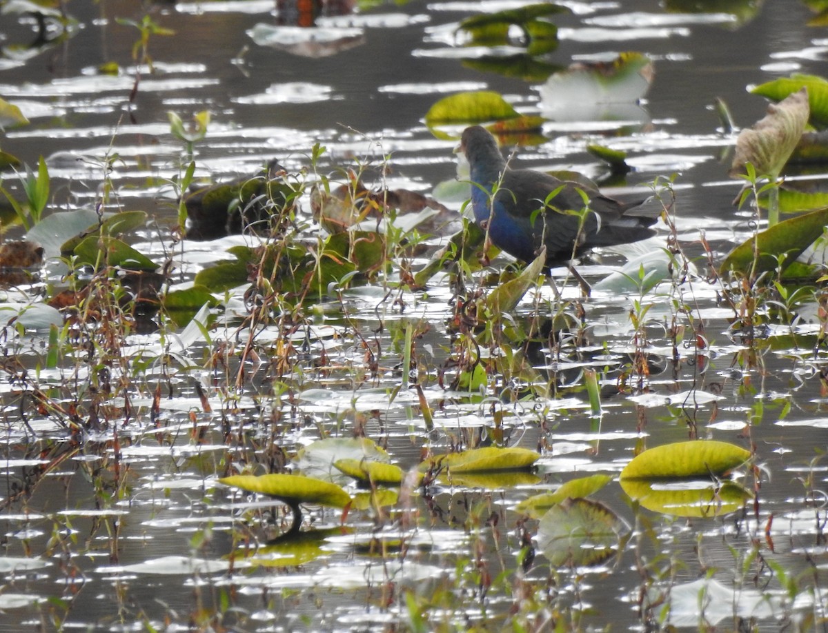 Purple Gallinule - ML644578715