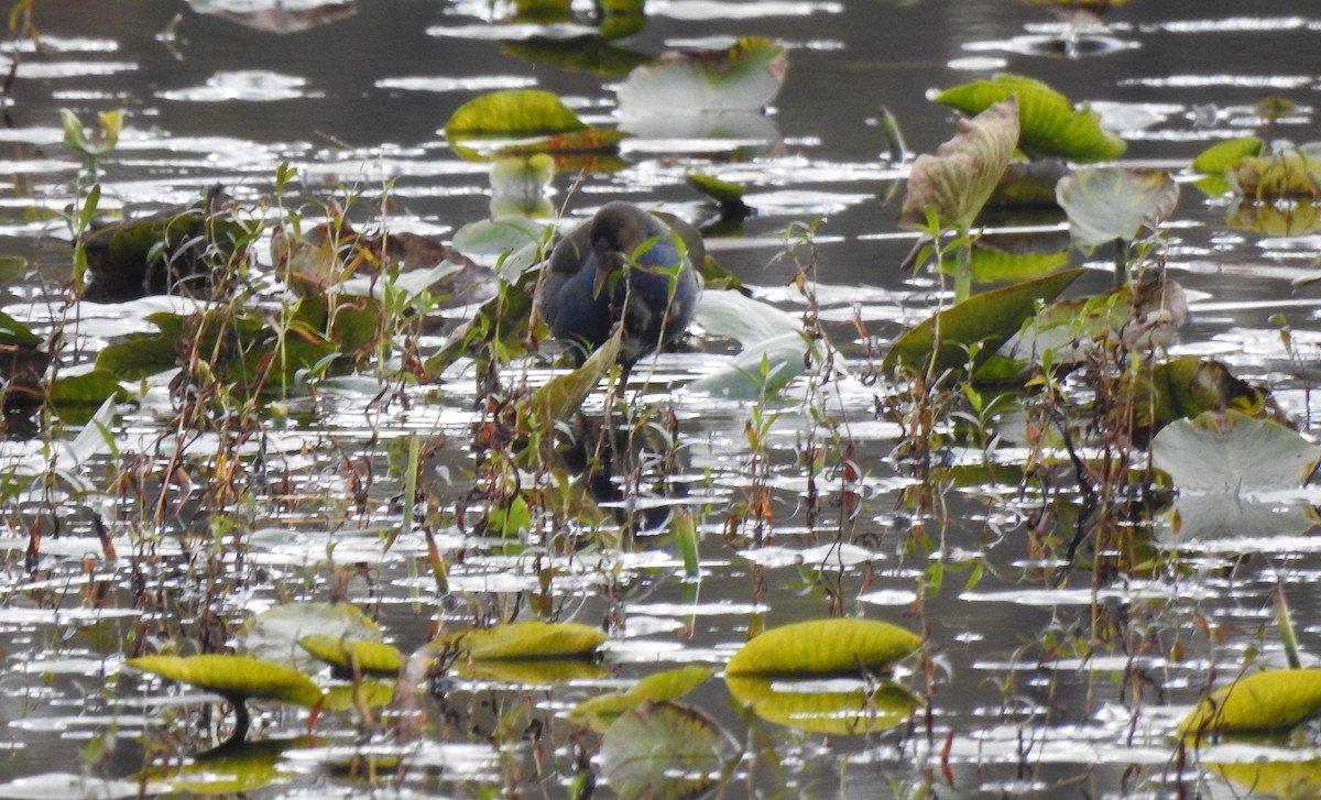 Purple Gallinule - ML644578716