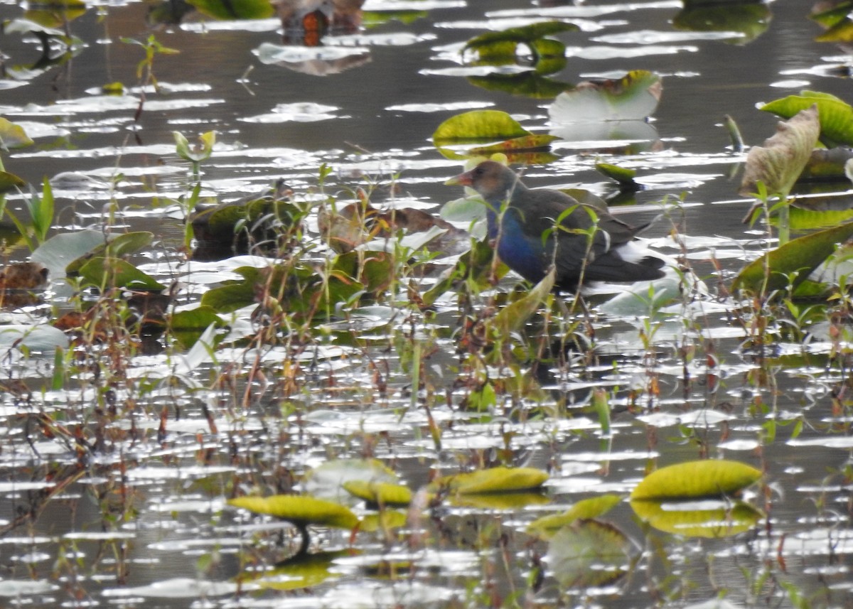 Purple Gallinule - ML644578717