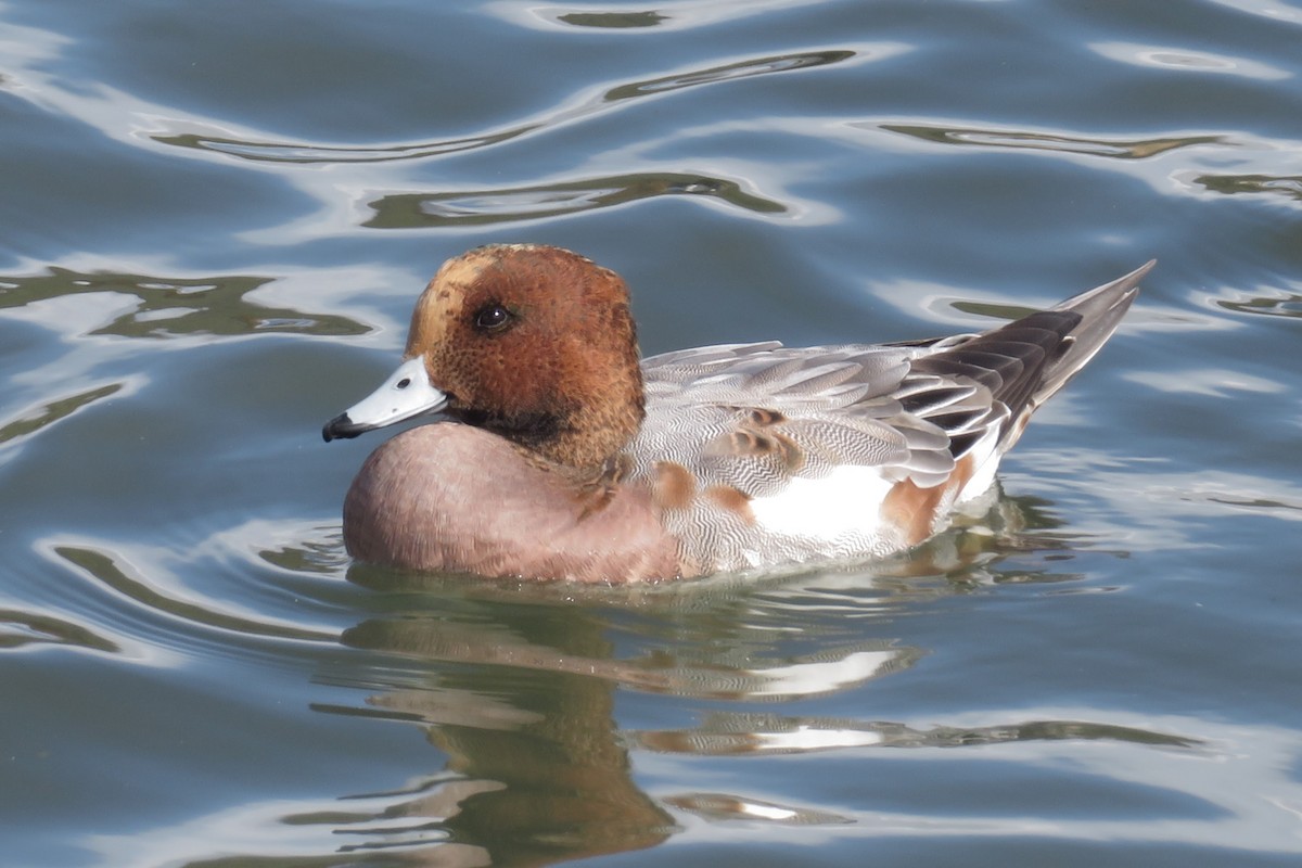 Eurasian Wigeon - ML644578718