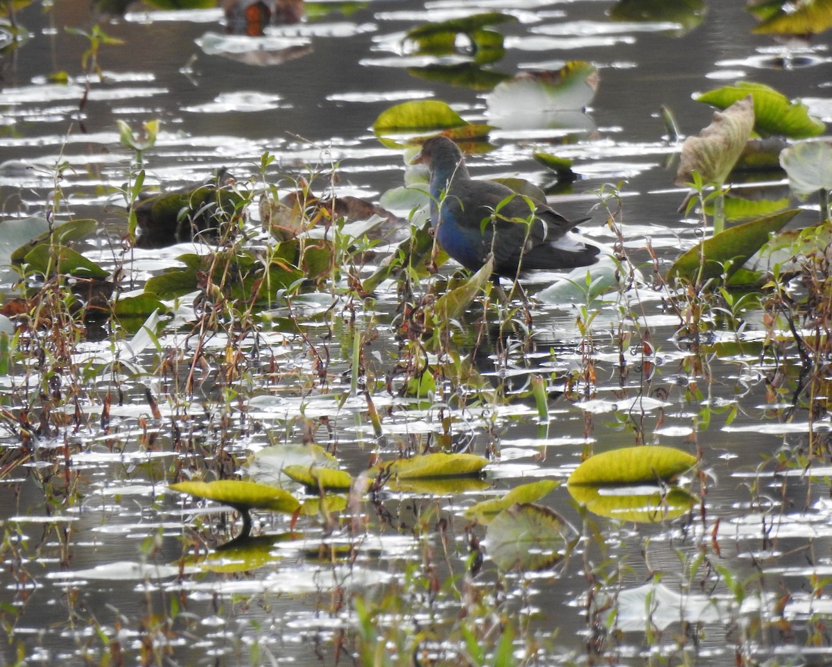 Purple Gallinule - ML644578720