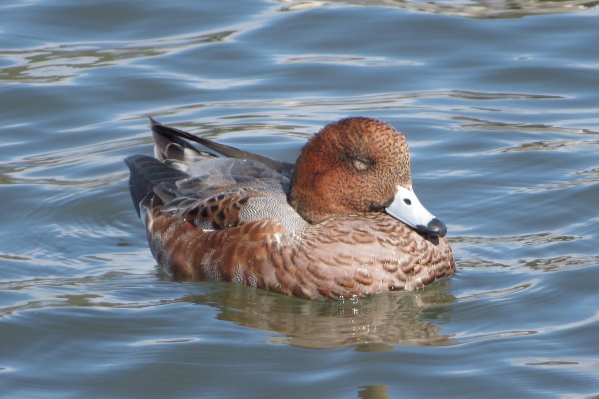 Eurasian Wigeon - ML644578721