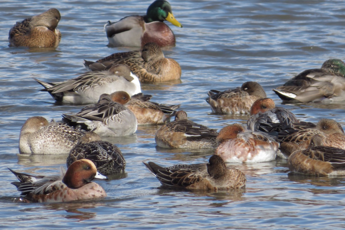Eurasian Wigeon - ML644578722