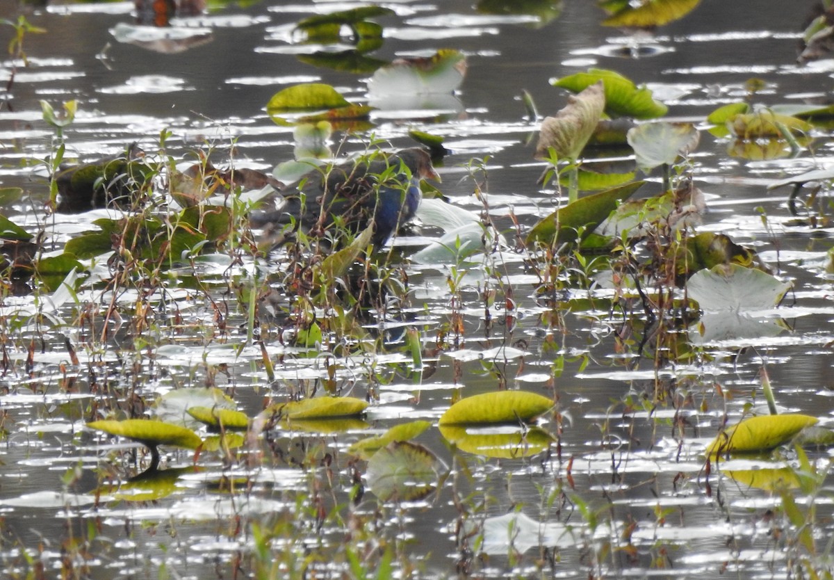 Purple Gallinule - ML644578723