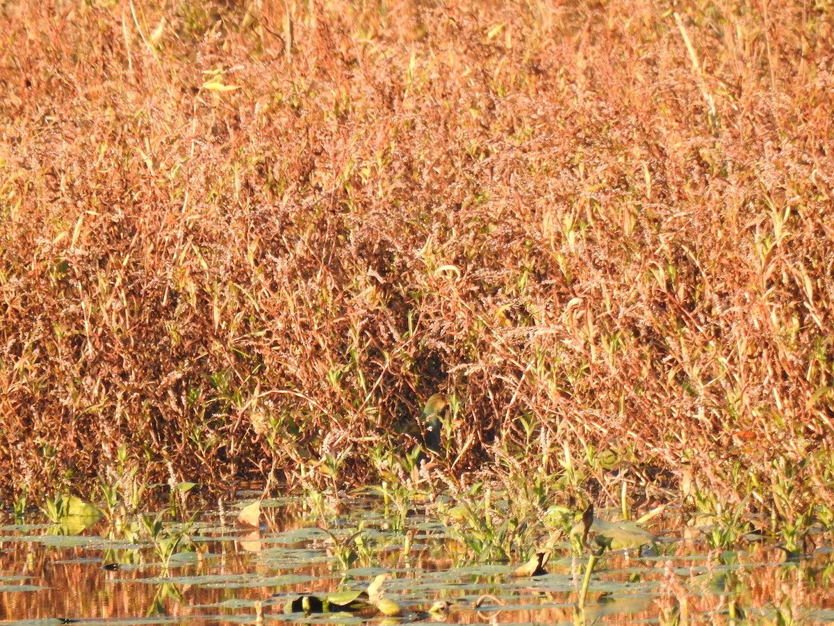 Purple Gallinule - ML644578724