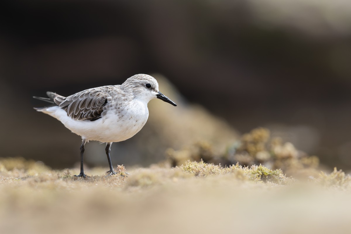 Шар түрүүт элсэг - ML644578733