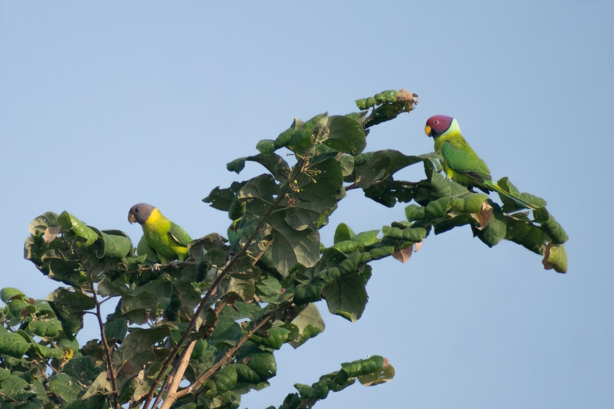 Папужець фіолетовоголовий - ML644578734