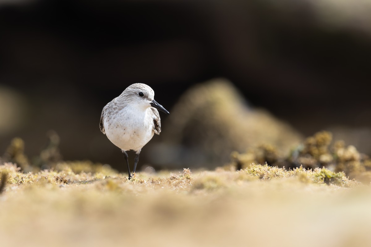 Шар түрүүт элсэг - ML644578735