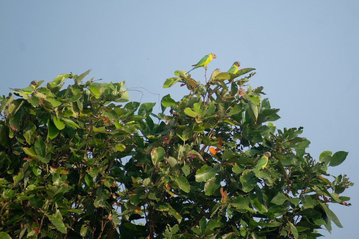 Папужець фіолетовоголовий - ML644578736