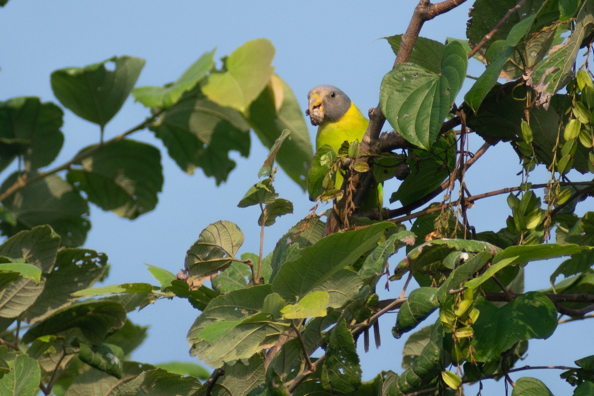 Папужець фіолетовоголовий - ML644578737