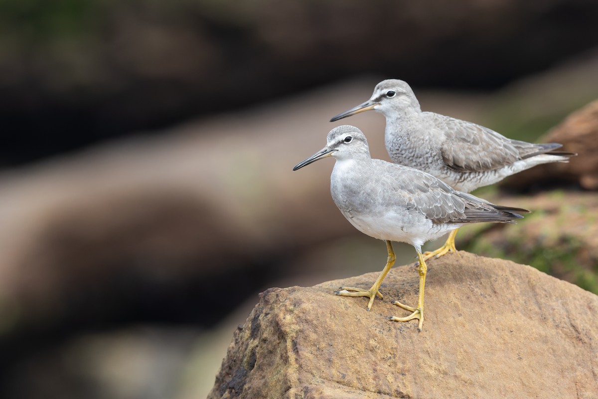 Буурал хөгчүү - ML644578740