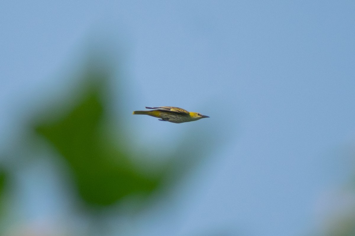 Indian Golden Oriole - ML644578741