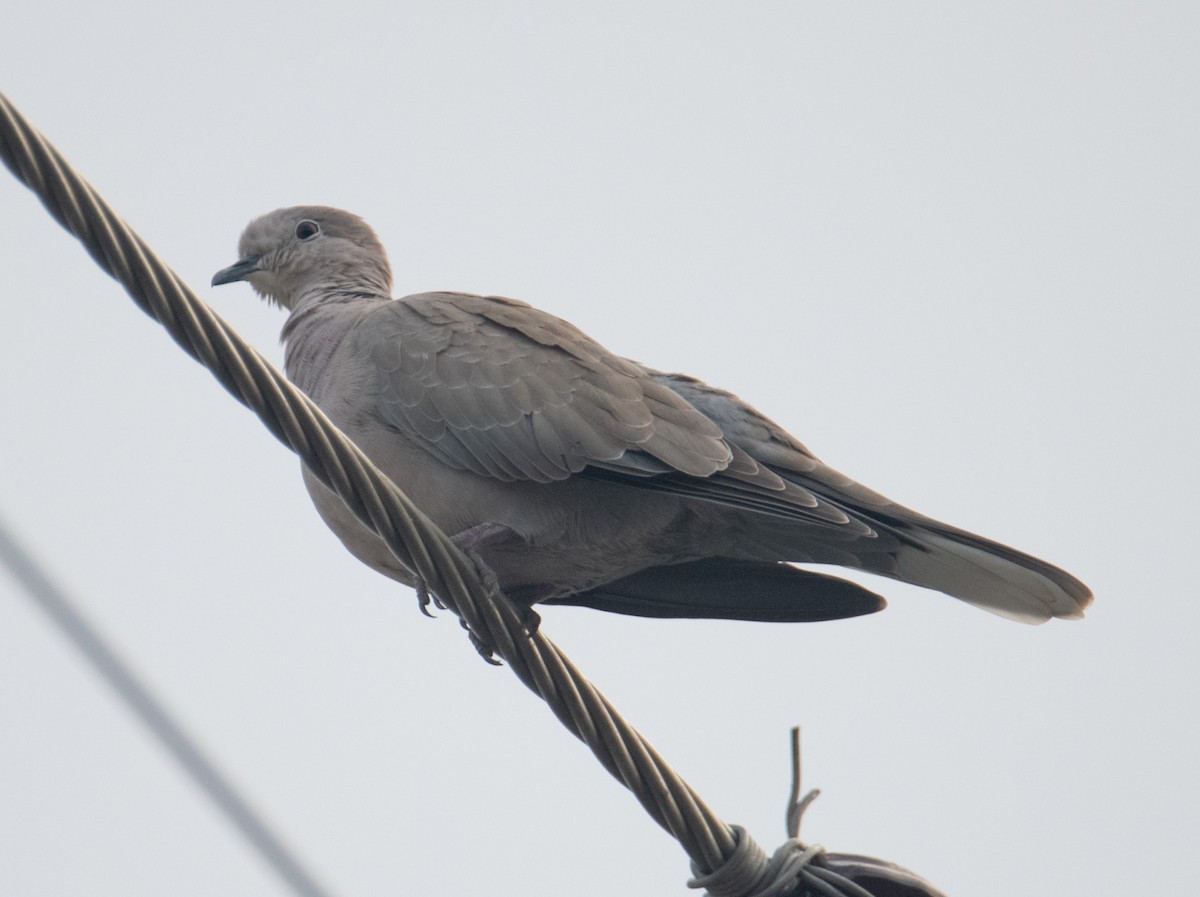 Türkentaube - ML644578742