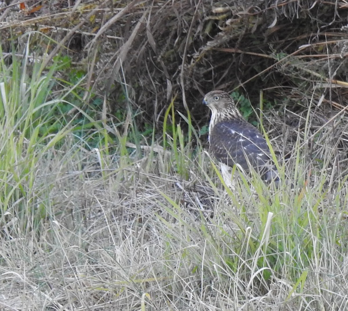 Sharp-shinned/Cooper's Hawk - ML644578746