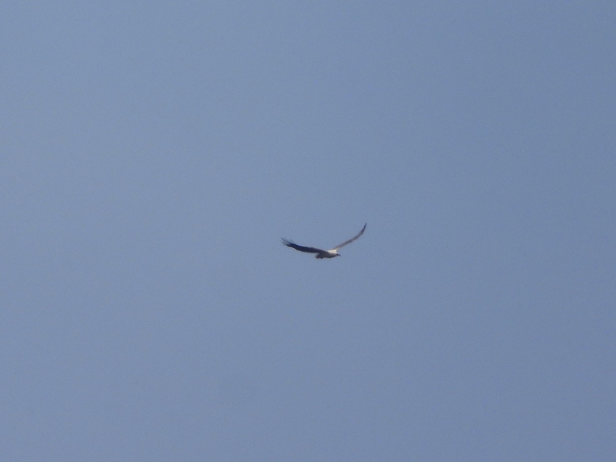 White-bellied Sea-Eagle - ML644578750