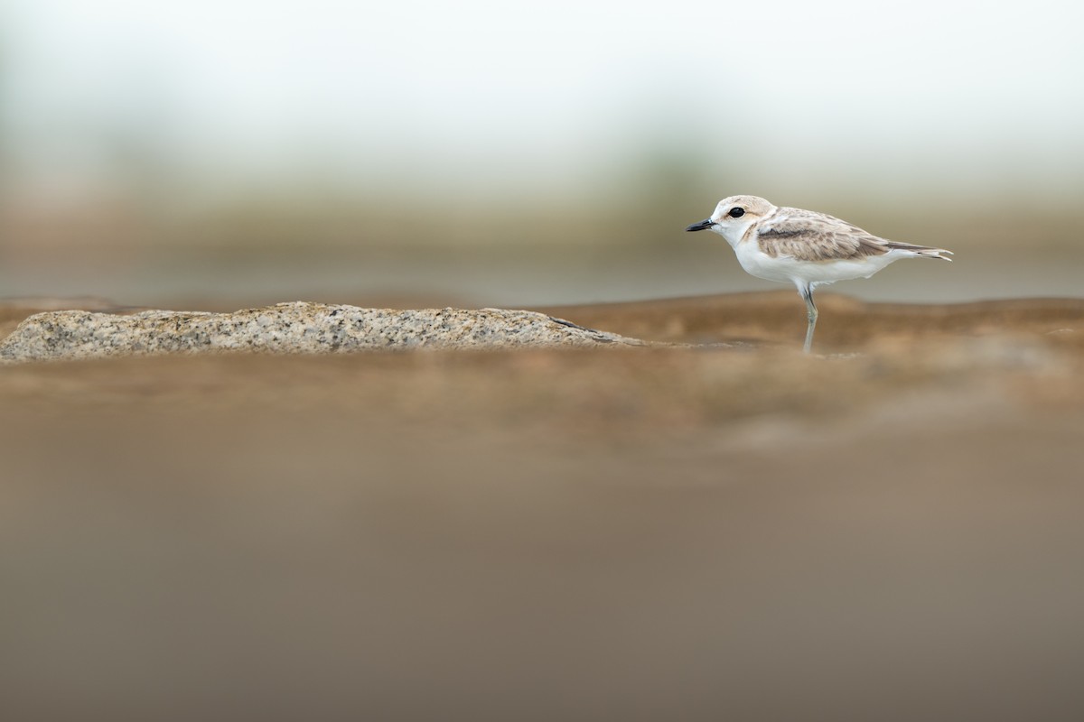 arkipello - ML644578754