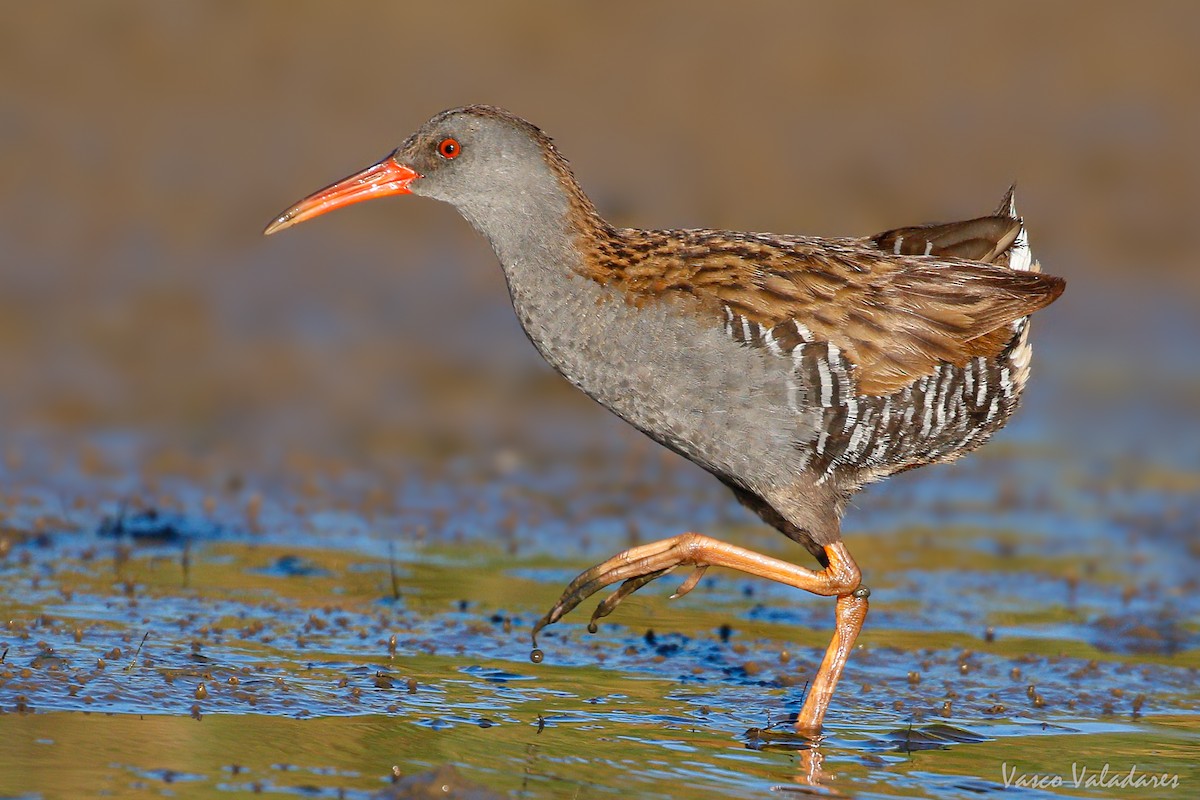 Wasserralle - ML644578757