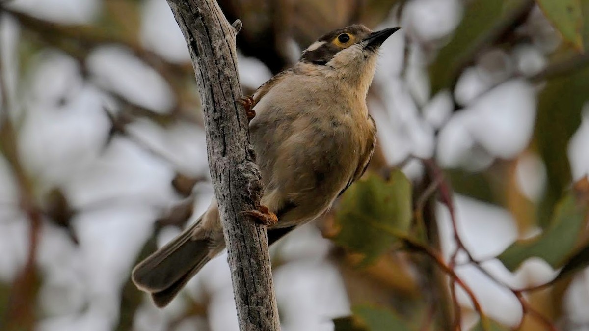 チャガシラハチマキミツスイ - ML644578763