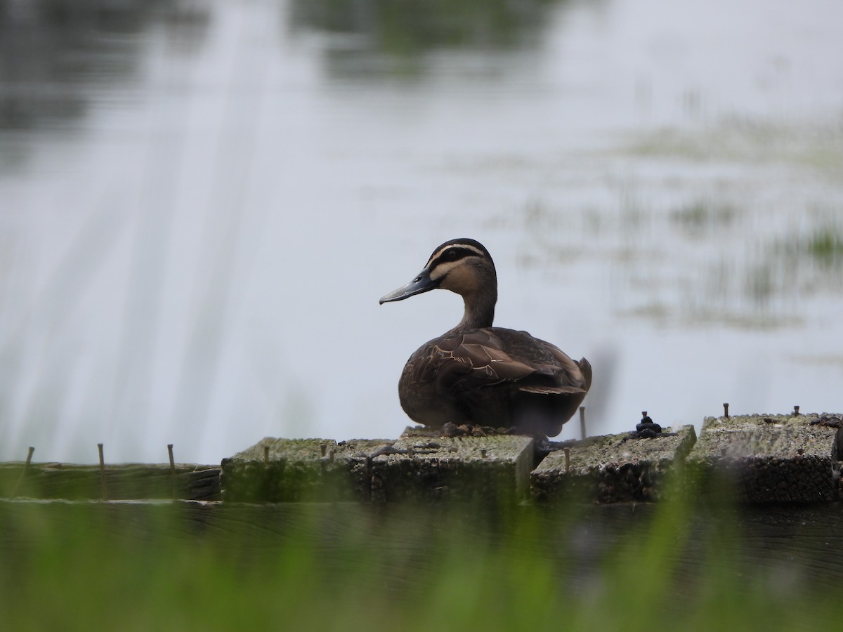 stripeand - ML644578764