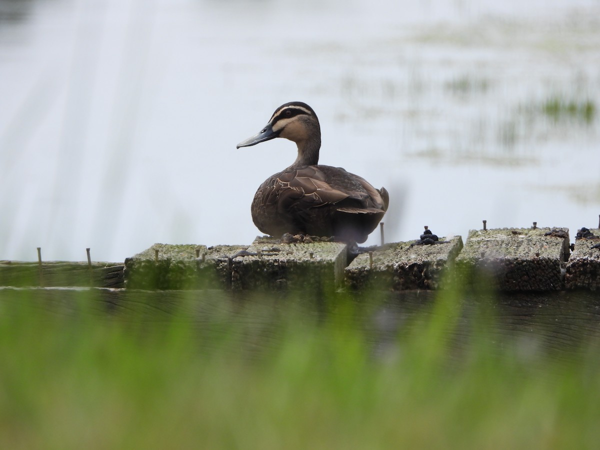 stripeand - ML644578765