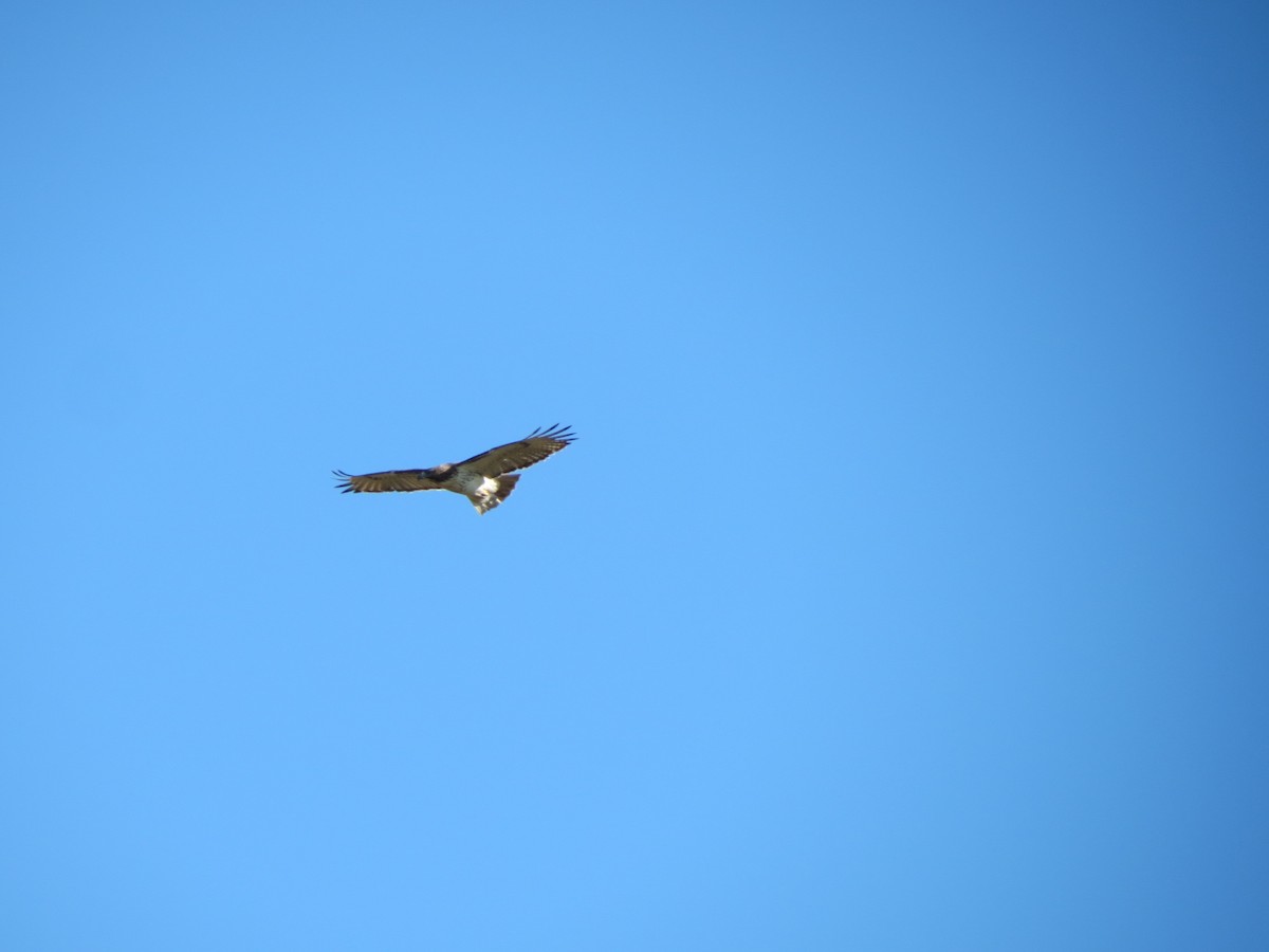 Busardo Colirrojo - ML644578766