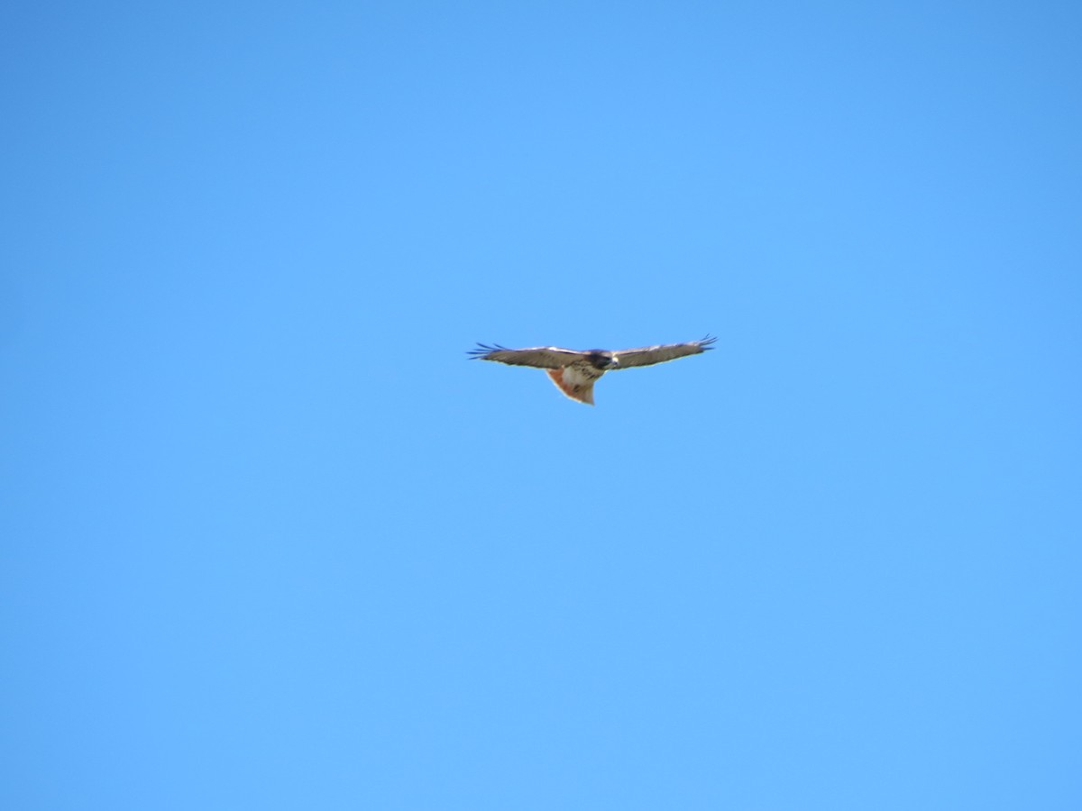 Busardo Colirrojo - ML644578767