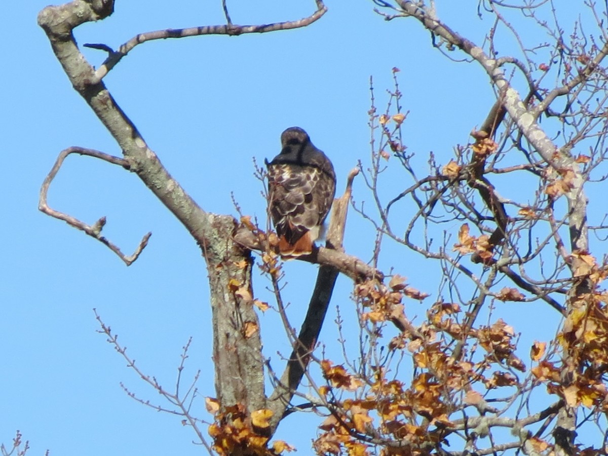 Busardo Colirrojo - ML644578768