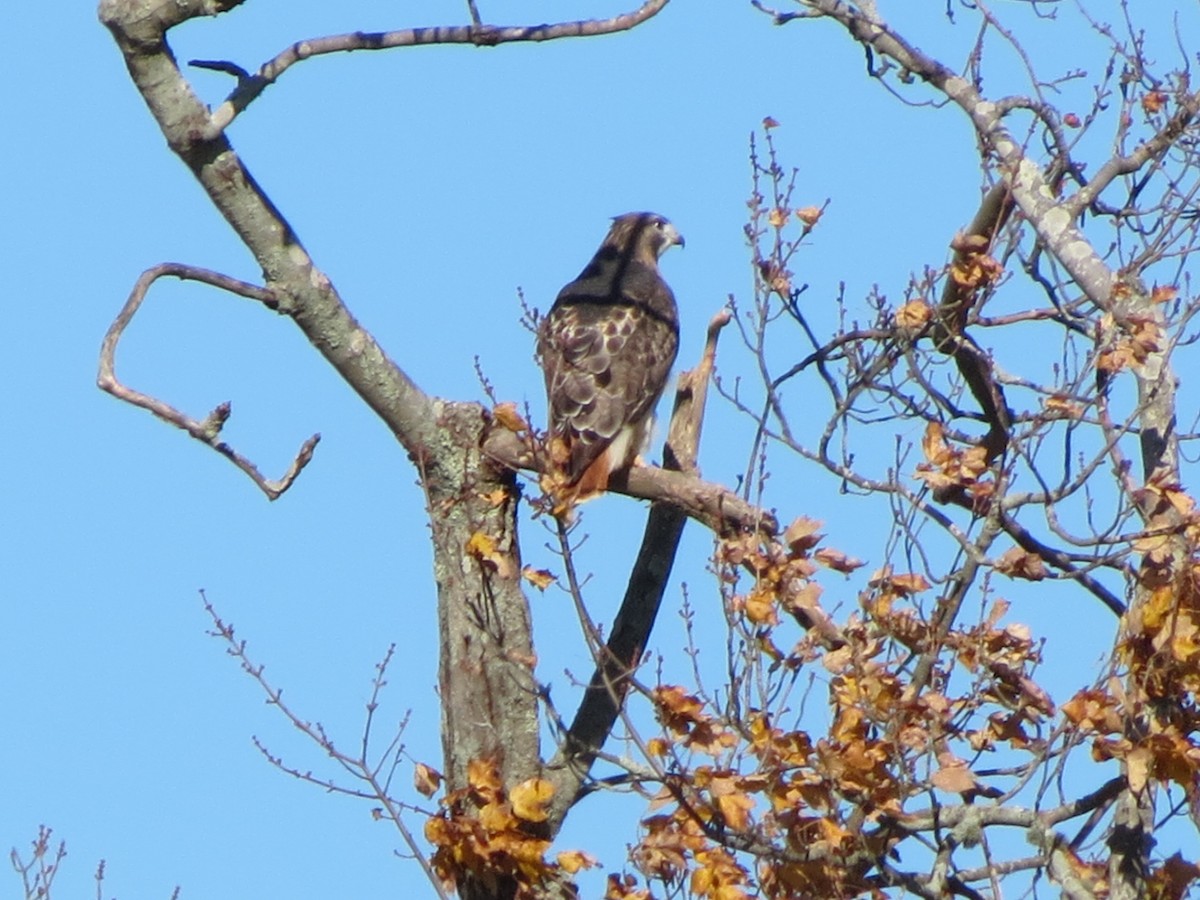 Busardo Colirrojo - ML644578769
