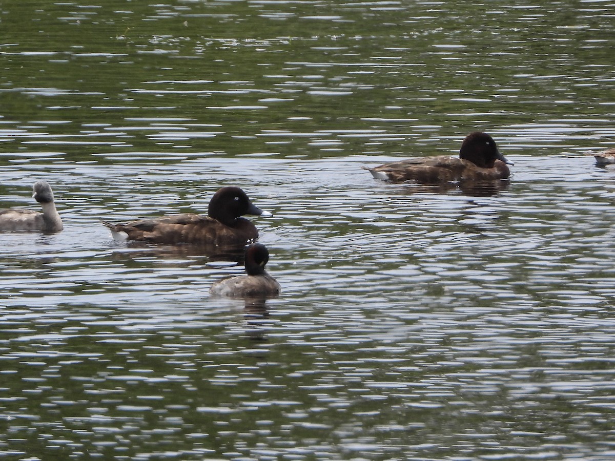 Hardhead - ML644578770