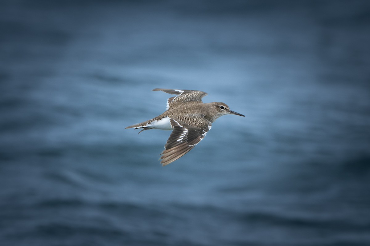 Common Sandpiper - ML644578771