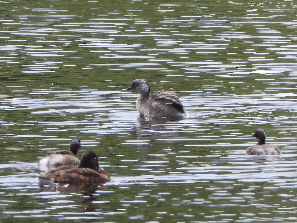 Hoary-headed Grebe - ML644578779