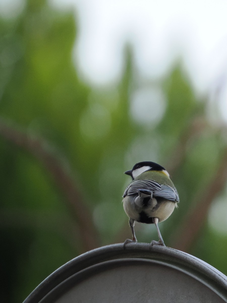 Carbonero Oriental - ML644578787