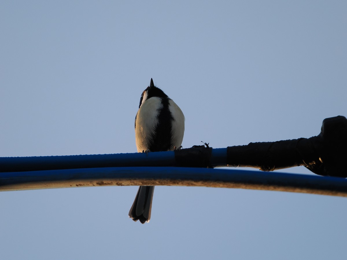 Carbonero Oriental - ML644578788