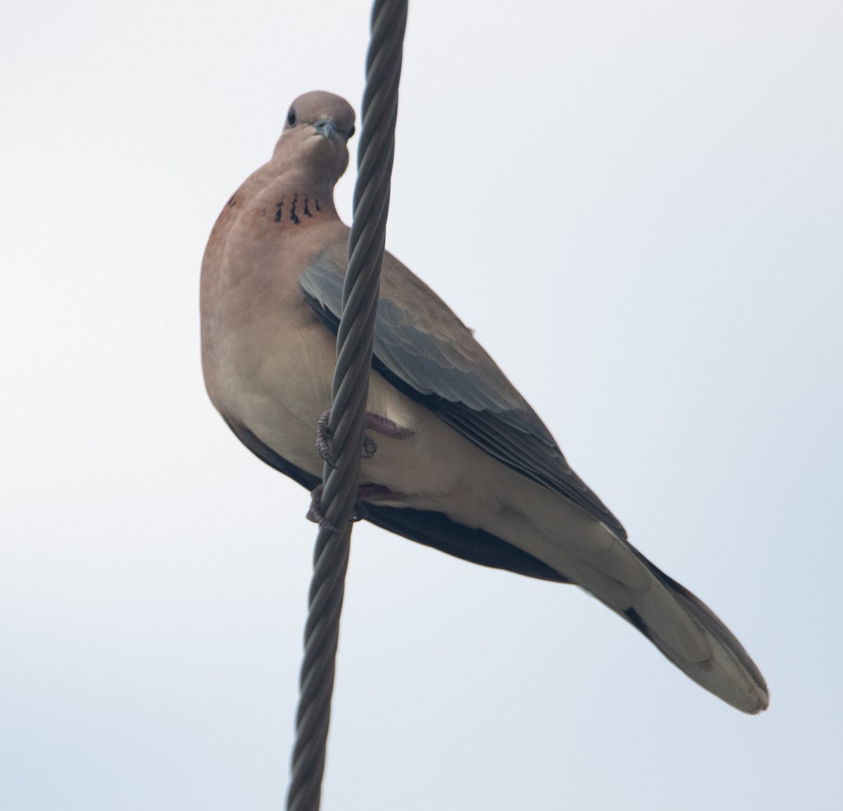 Tórtola Senegalesa - ML644578789