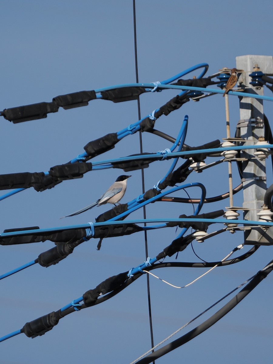 Rabilargo Asiático - ML644578790