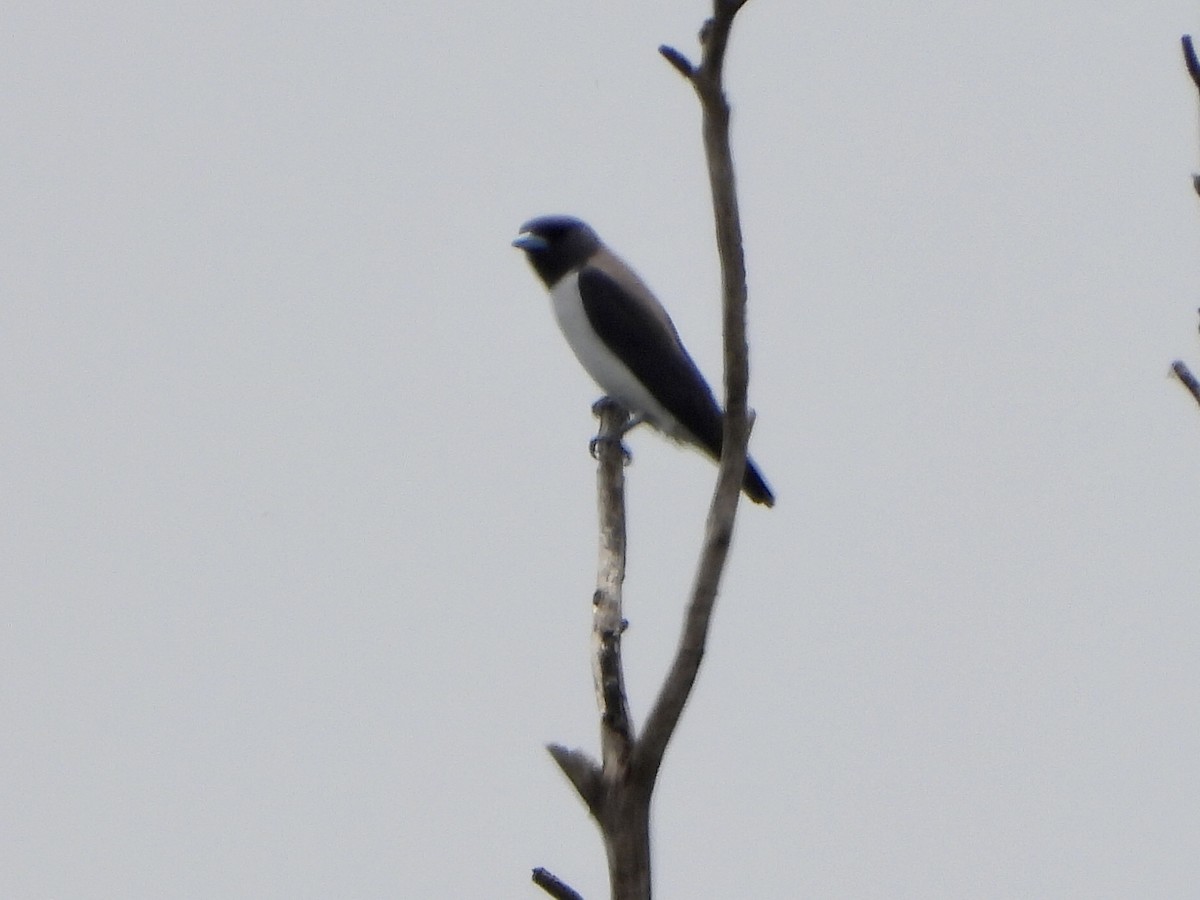 Artamo Ventriblanco - ML644578791