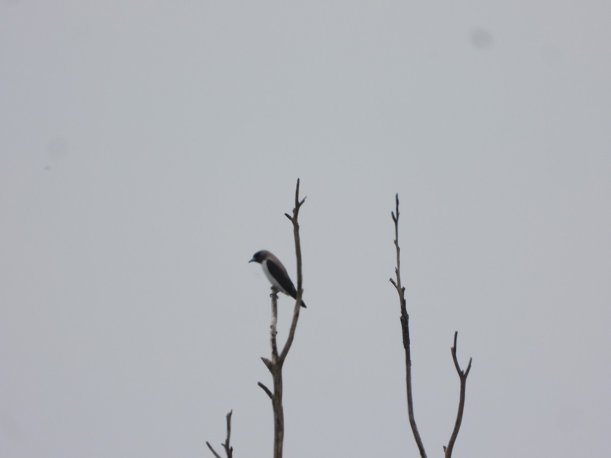 Artamo Ventriblanco - ML644578792